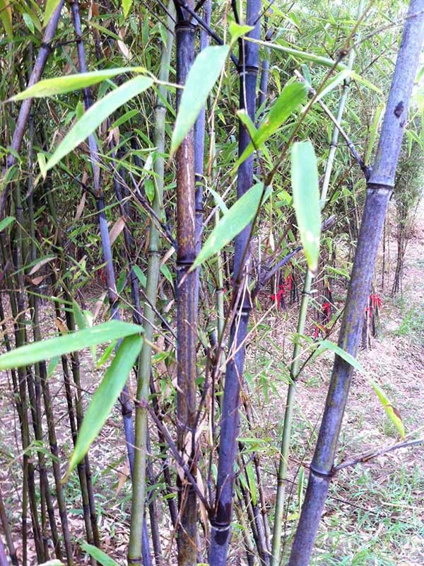 紫竹苗園林植物竹子
