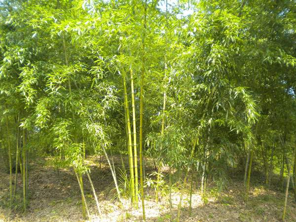 黃槽竹竹苗