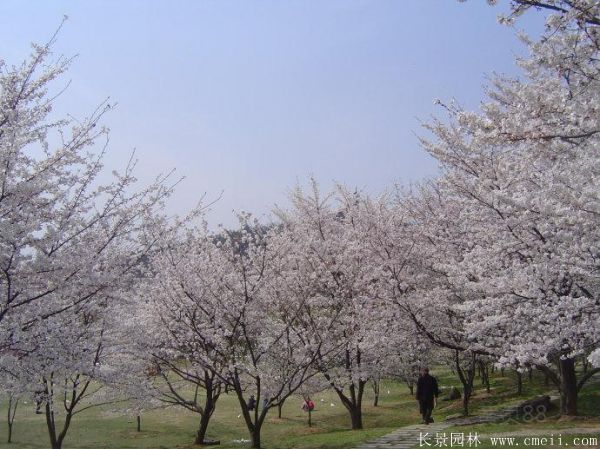 櫻花樹圖片基地實拍