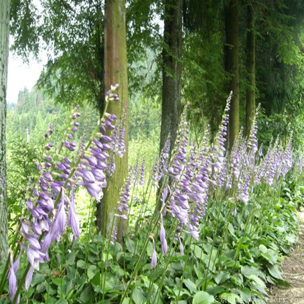 紫萼玉簪基地實拍圖片