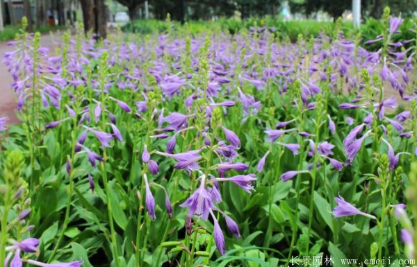 紫萼玉簪基地實拍圖片