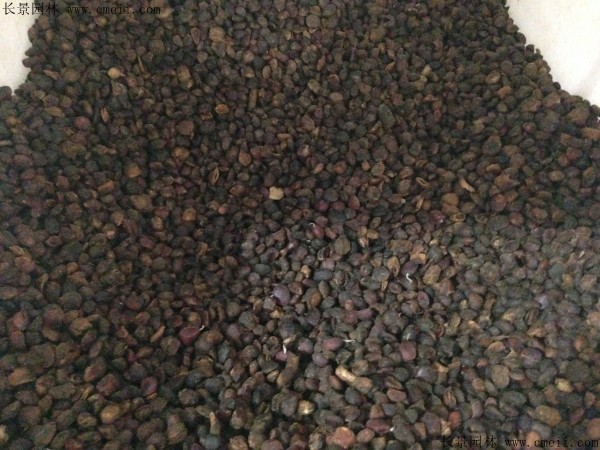 紫玉蘭種子圖片