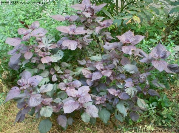 紫蘇種子發芽出苗圖片