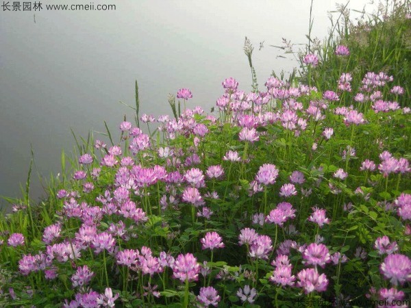 紫云英種子發芽出苗開花圖片