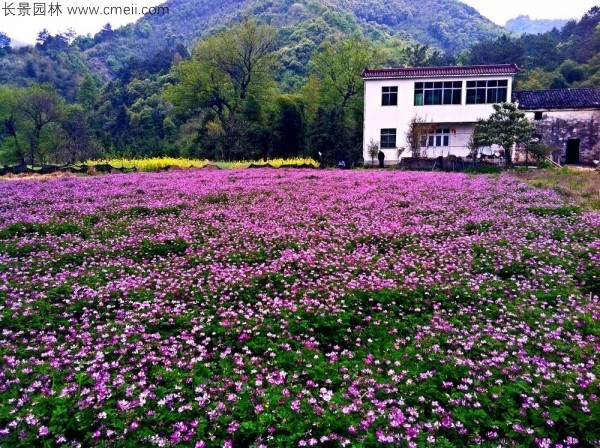 紫云英種子發芽出苗開花圖片
