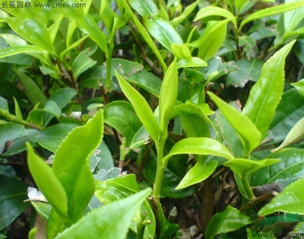 茶樹種子發芽出苗圖片