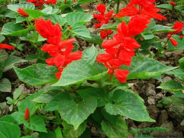 一串紅種子發芽出苗開花圖片
