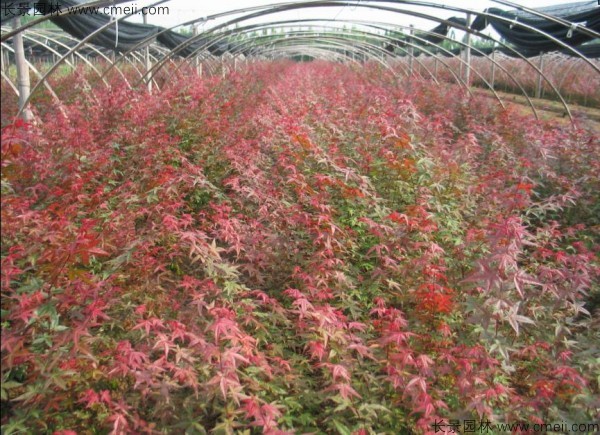 日本紅楓種子發芽出苗圖片