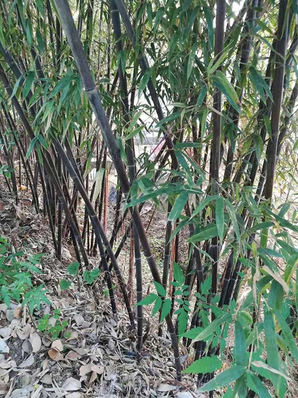 紫竹苗園林植物竹子