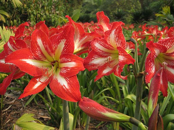 花卉植物朱頂紅種苗