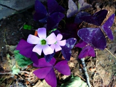 紫葉草種苗