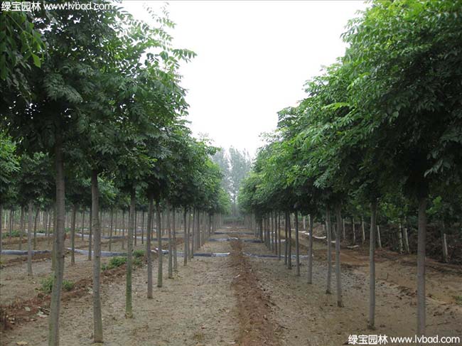 江蘇沭陽黃山欒樹種植基地