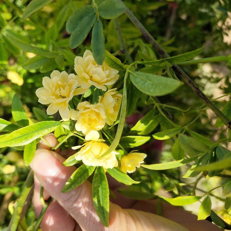 黃色木香開花花朵圖片和葉子圖片